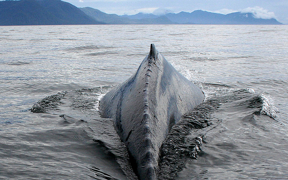 πρόσκληση-περιβαλλοντικής-ευθύνης-2315572
