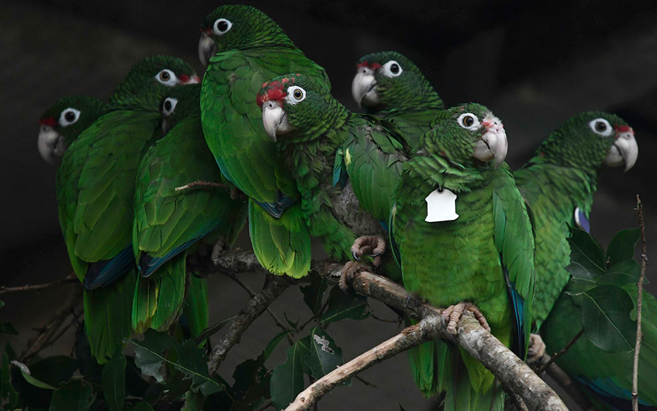 οηε-ενα-εκατομμύριο-είδη-ζώων-και-φυτώ-2314680