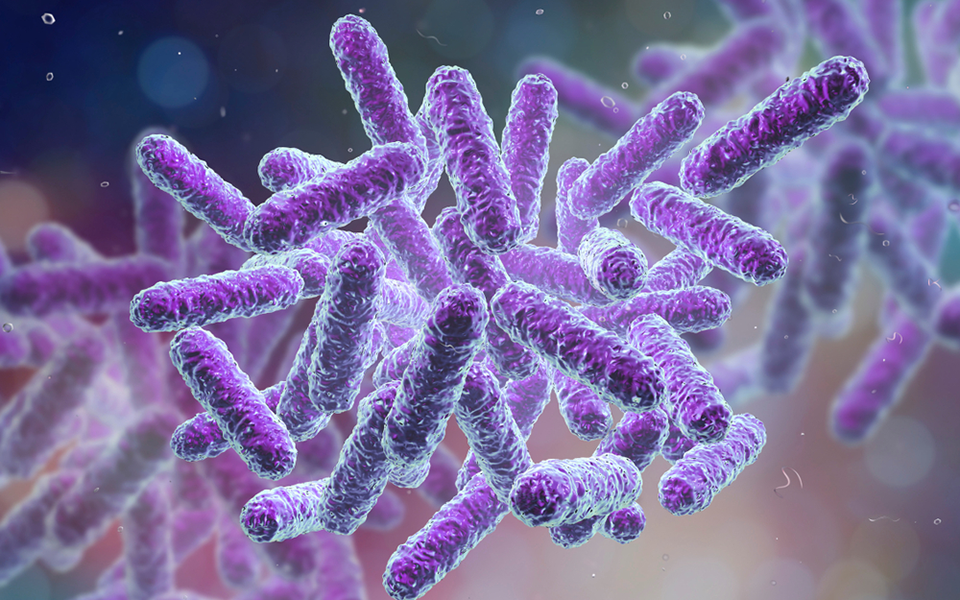 η-ρύθμιση-των-βακτηρίων-του-εντέρου-μπ-2317390