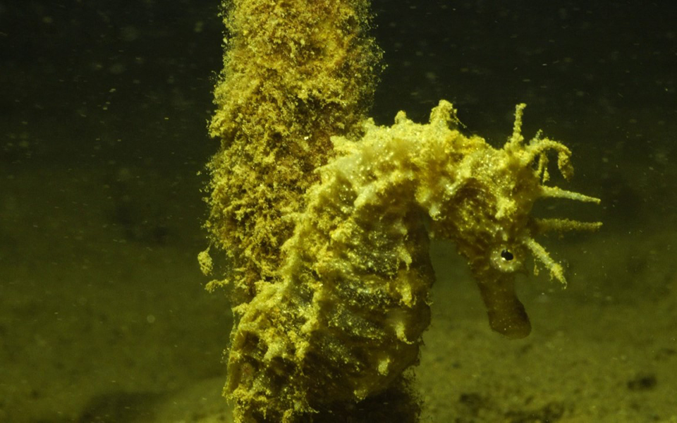 η-σπάνια-αποικία-ιππόκαμπων-στο-στρ-2315790