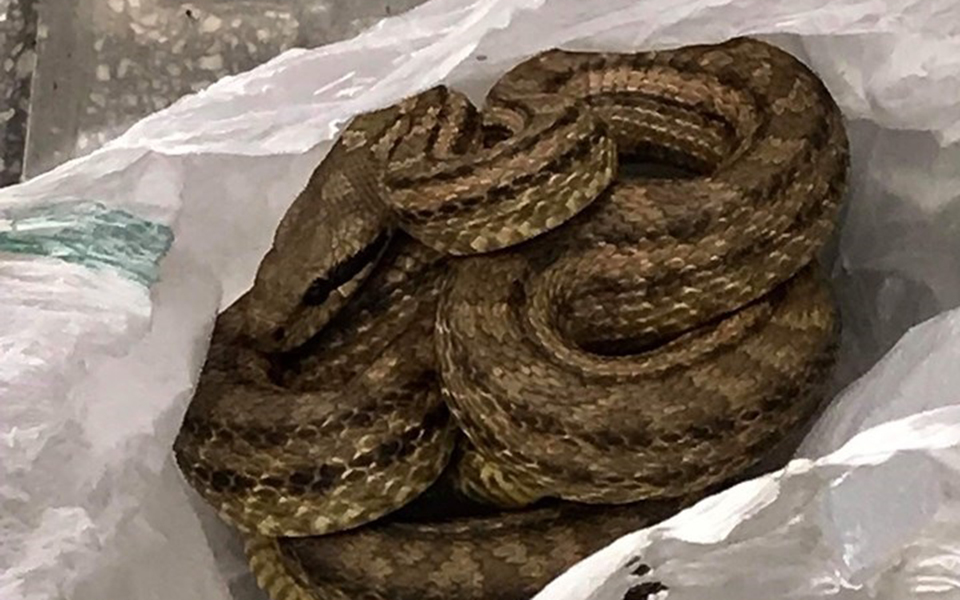 ένα-φίδι-αναστάτωσε-το-κέντρο-της-θεσσ-2316830