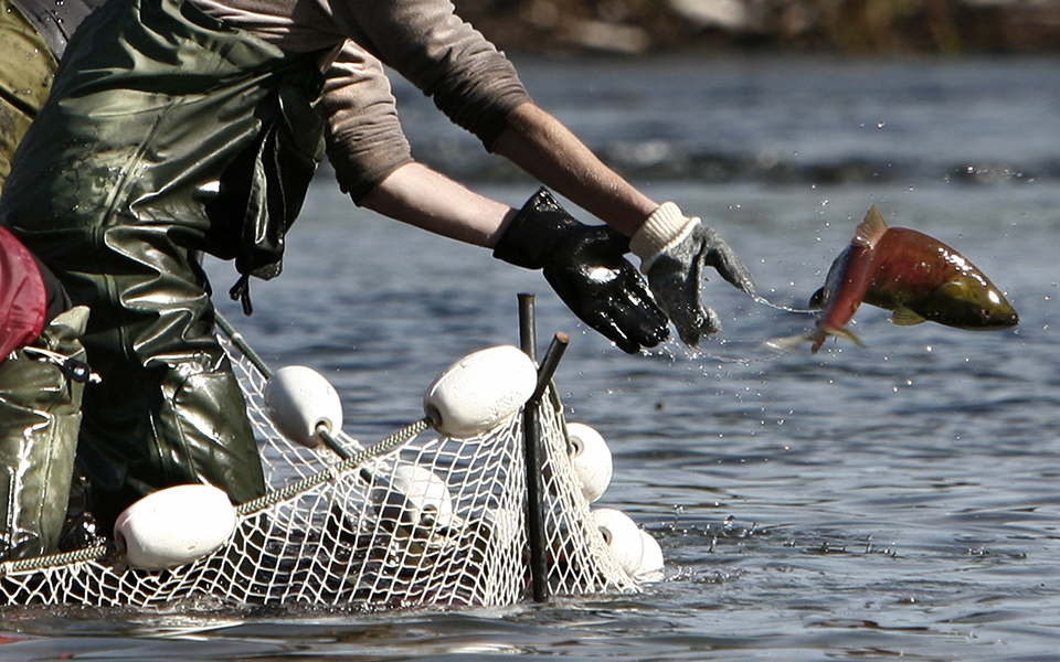σε-συναγερμό-η-νορβηγία-τοξικό-φύκι-2317501