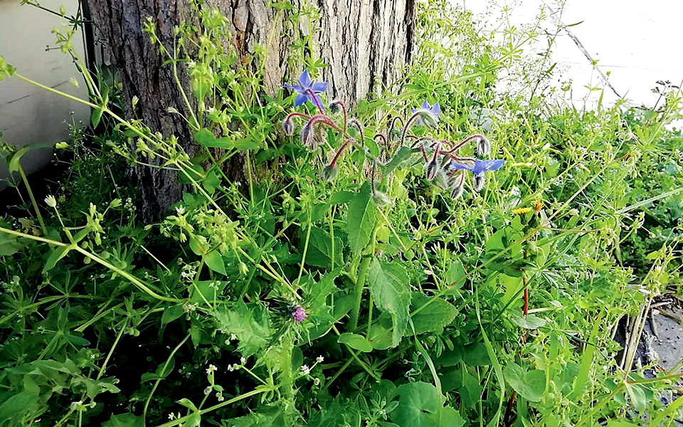 έξω-από-το-γραφείο-μας-φύτρωσαν-μποράν-2315878