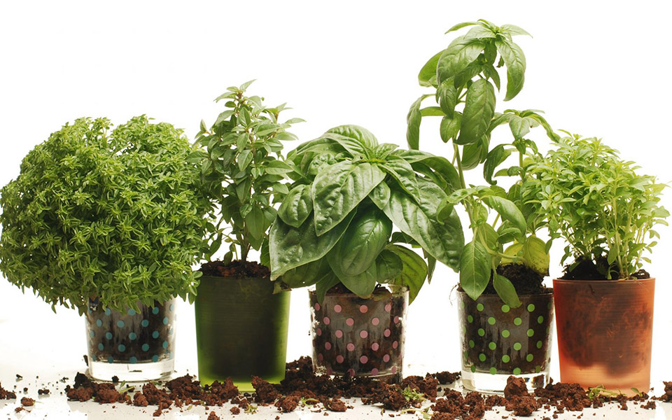 βασιλικός-ο-βασιλιάς-των-μυρωδικών-2317065