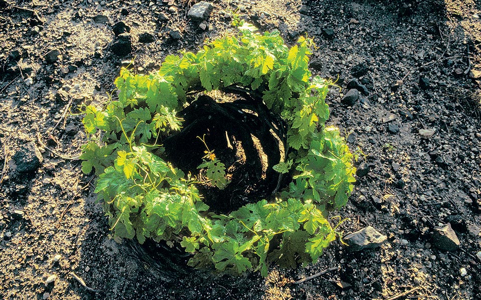 βεντέμα-όπως-λέμε-τρύγος-2315303