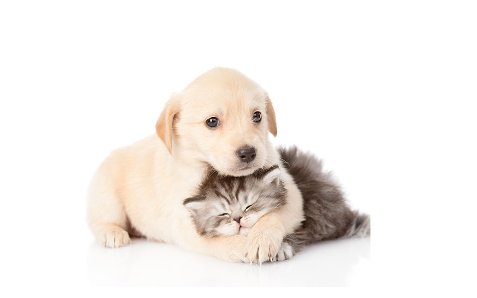 σκυλιά-και-γάτες-2319610