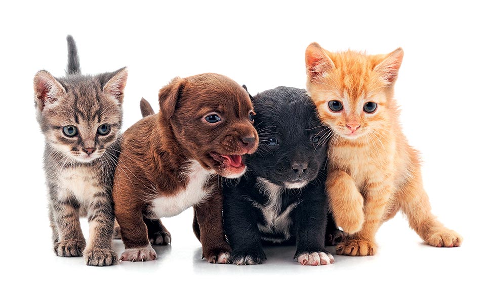 τα-ζώα-είναι-δώρα-ή-όχι-2313934