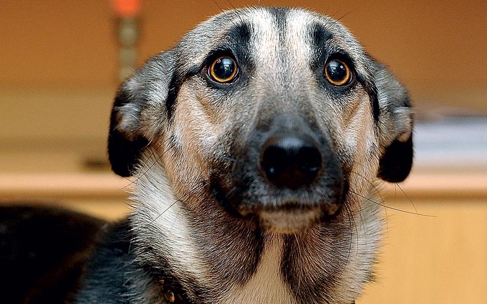 αναστάσιμος-τρόμος-2314134