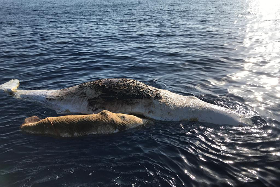 φωτογραφήματα-2323147