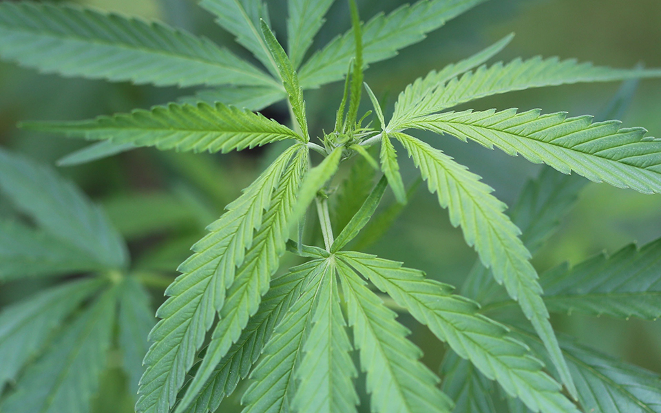 εντοπίστηκαν-12-800-δενδρύλλια-κάνναβης-σ-2321773