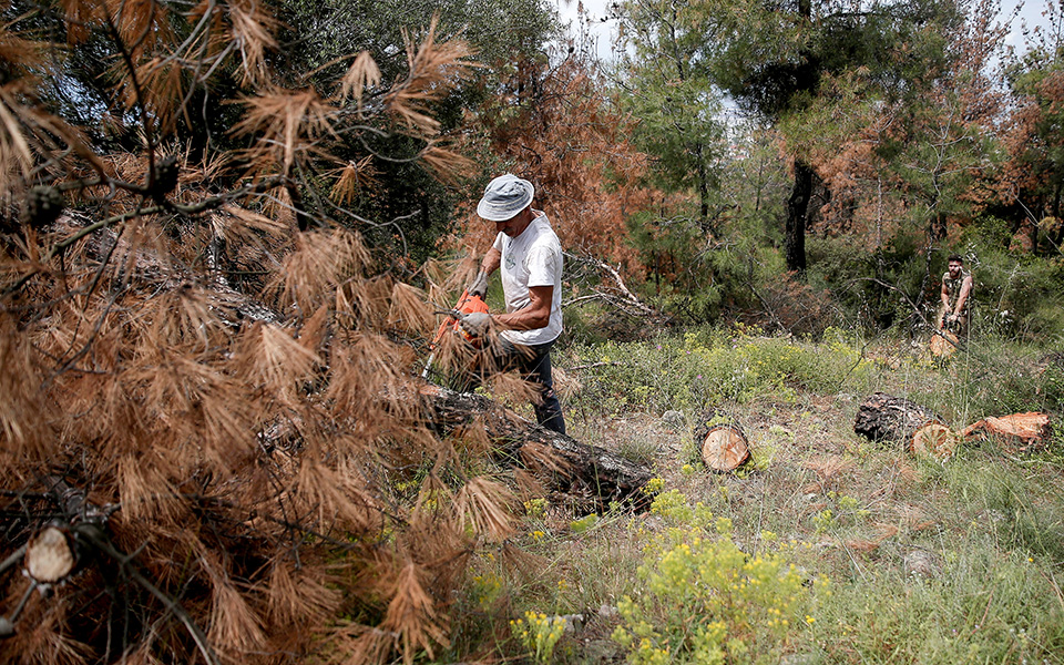 κόβουν-τα-άρρωστα-δέντρα-σε-έκταση-3-500-στ-2320726
