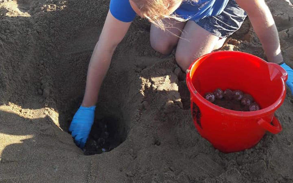 οι-πρώτες-φωλιές-χελωνών-καρέττα-στην-2322945