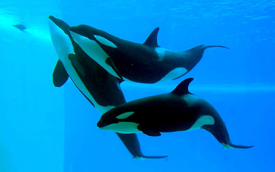 μπορεί-να-τσακώνονται-αλλά-οι-όρκες-ξέ-2323921