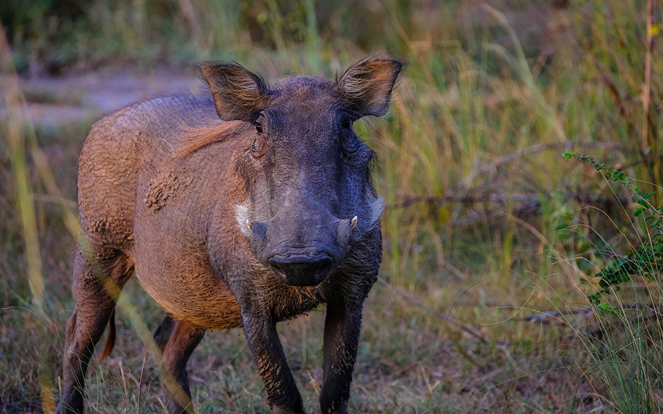 μάστιγα-τα-αγριογούρουνα-σε-πανόρα-2319883
