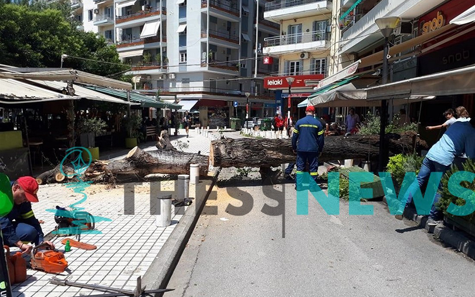 πτώση-μεγάλου-δένδρου-προκάλεσε-ανασ-2319965