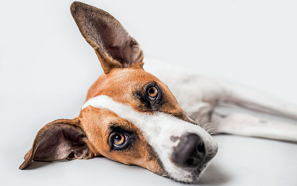 ένα-σκυλί-που-το-έλεγαν-γουάντα-2322432