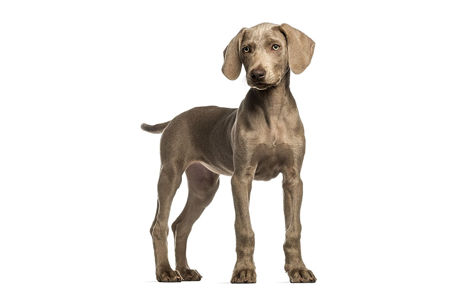 όταν-εξαφανίστηκε-ο-μπόγιας-2321197