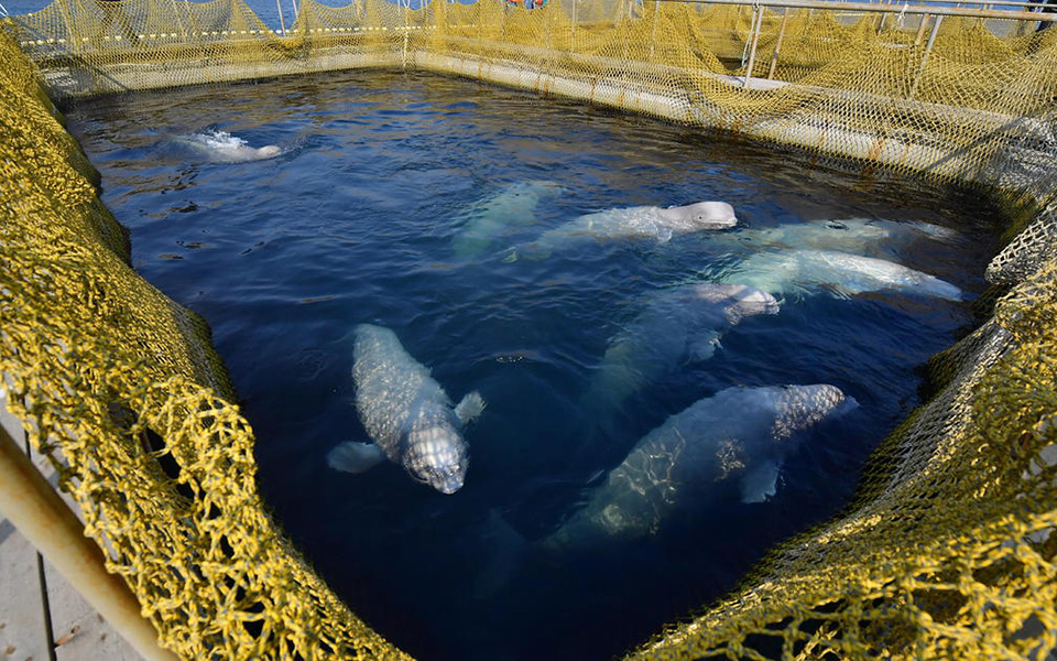 ελεύθερες-από-τη-ρωσική-φυλακή-των-κη-2324339