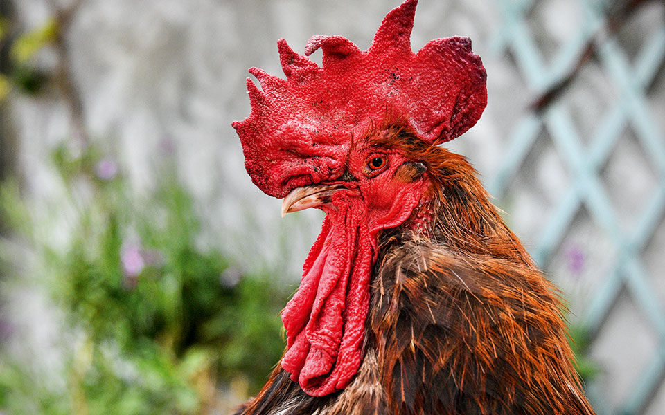 το-κοκοράκι-κικιρικικί-2327556