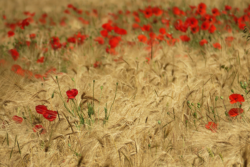φωτογραφήματα-2325230