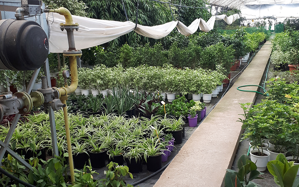 ανθη-φυτά-και-κρασί-από-το-γεωπονικό-2328550