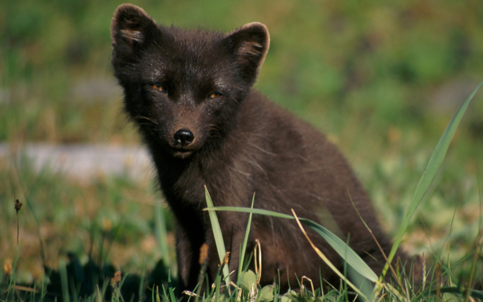 μια-μικρή-αρκτική-αλεπού-έκανε-το-μεγα-2326088