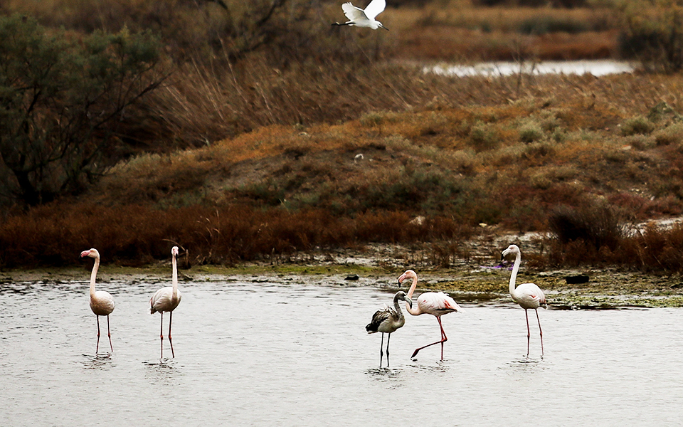 στο-ευρωδικαστήριο-εκ-νέου-η-ελλάδα-2330091