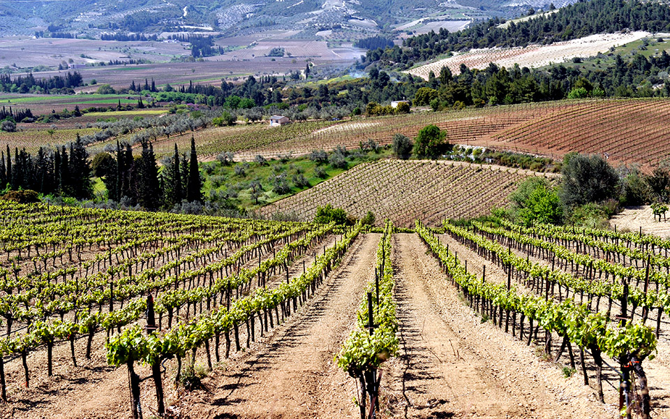 κορινθία-οίνος-ευφραίνει-2327938