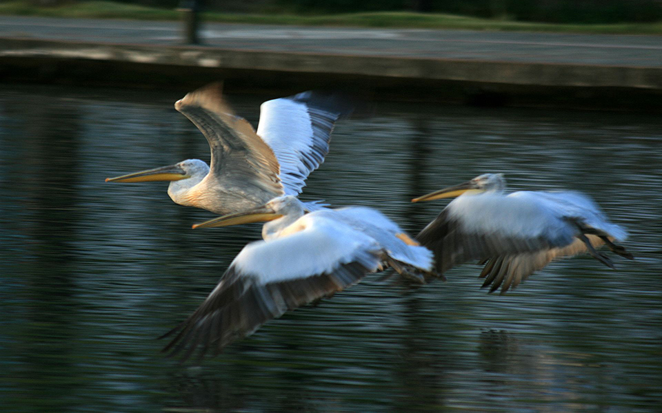 ανησυχία-για-νεκρούς-αργυροπελεκάνο-2328218