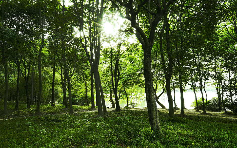 κλιματική-αλλαγή-οι-αναδασώσεις-βοηθ-2327678