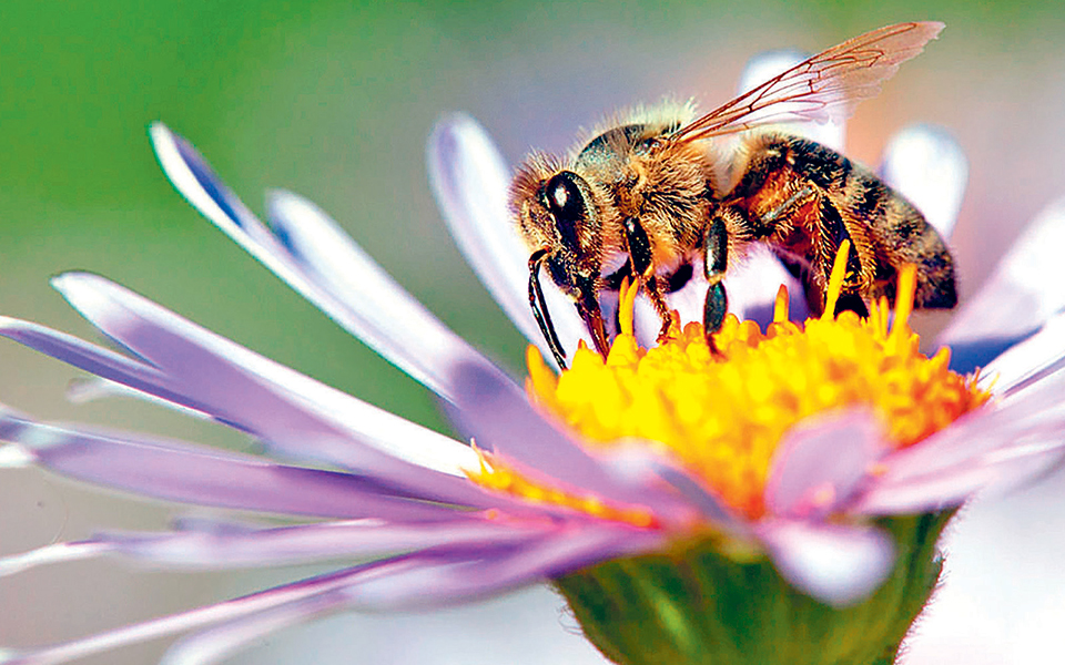 βασίλισσες-χωρίς-υπηκόους-2327060