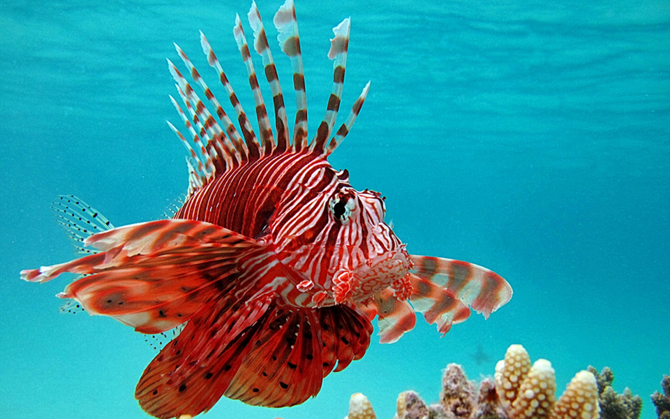 τα-λεοντόψαρα-απειλούν-τις-κυπριακές-2330442