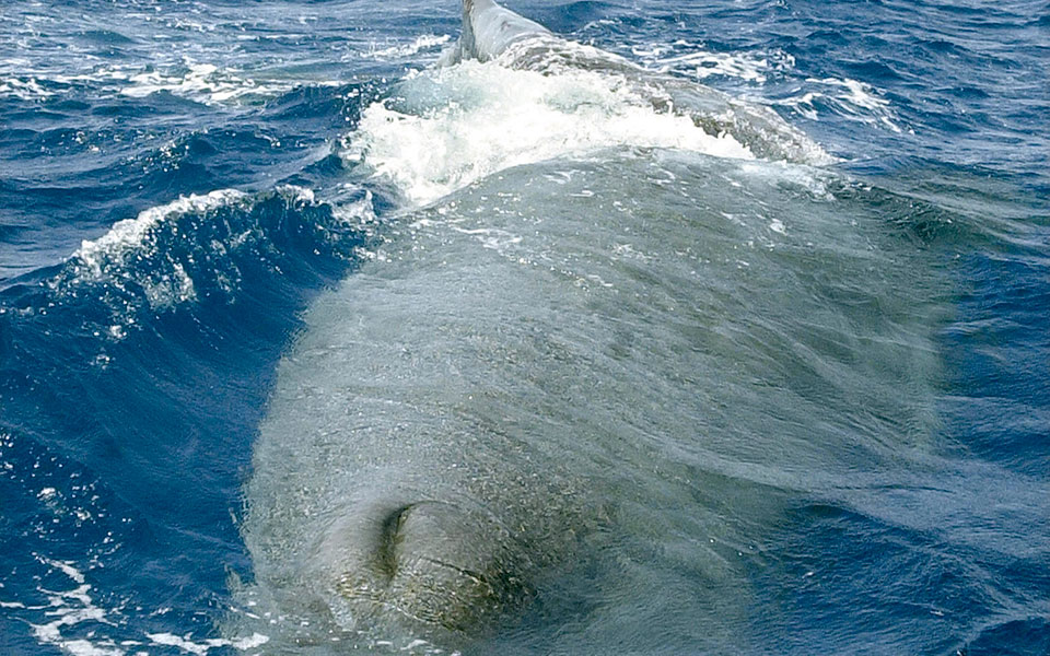 αποδεκατίζονται-οι-φάλαινες-του-ατλα-2331302