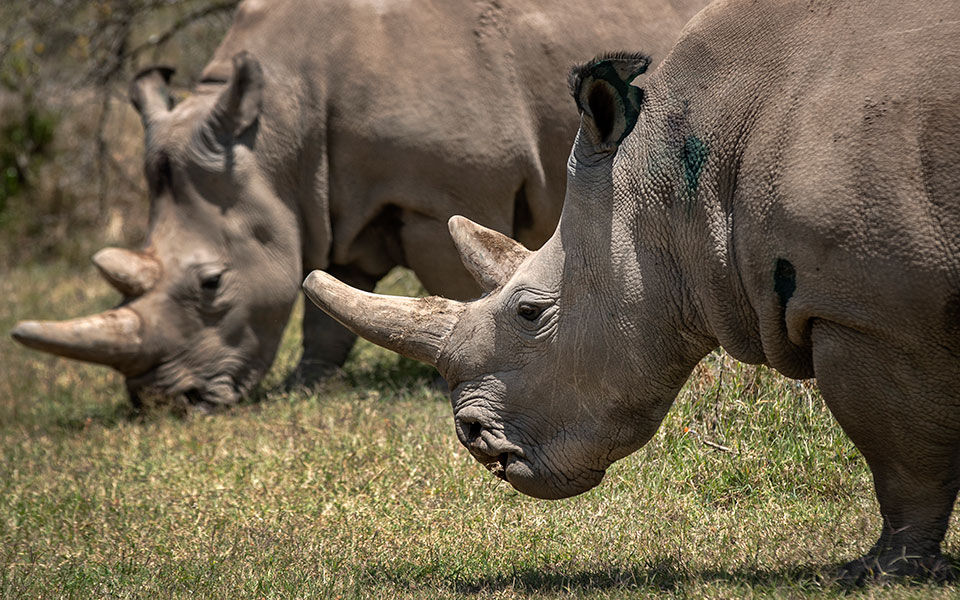 επιστημονική-προσπάθεια-διάσωσης-το-2334533