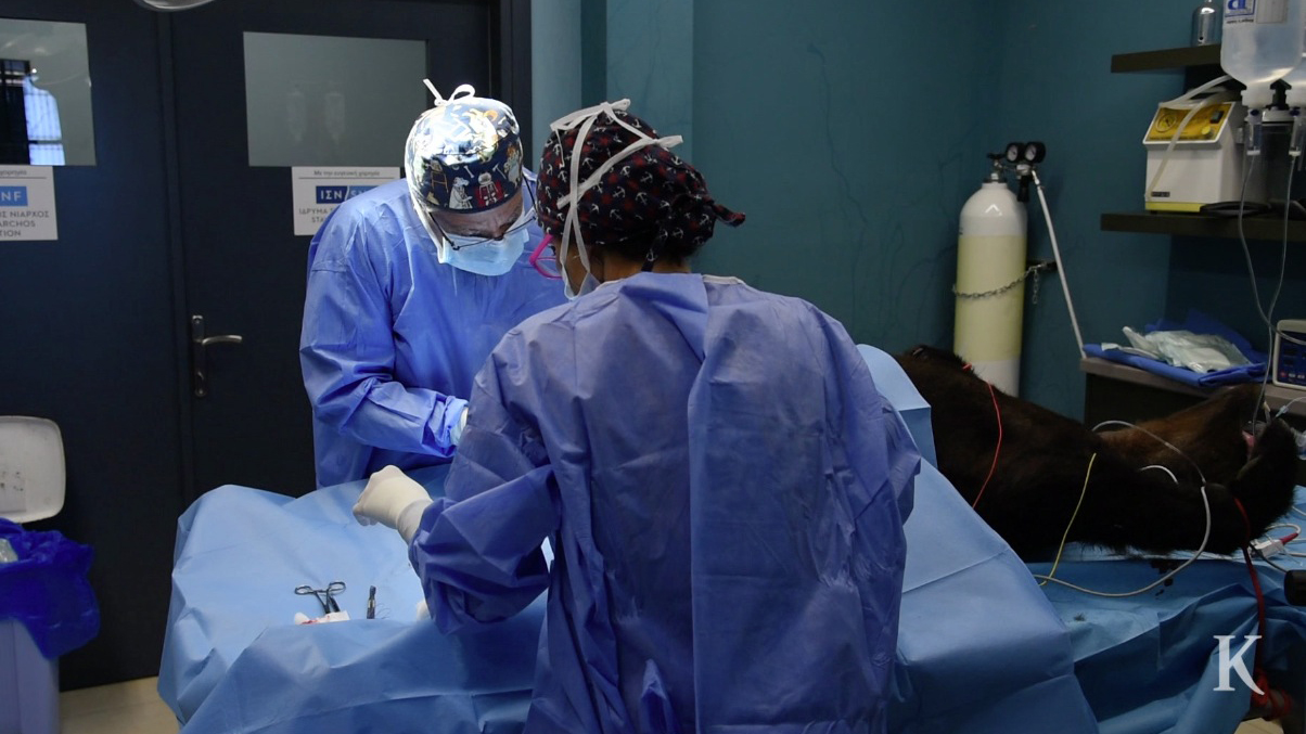 στο-κτηνιατρείο-του-αρκτούρου-2331642