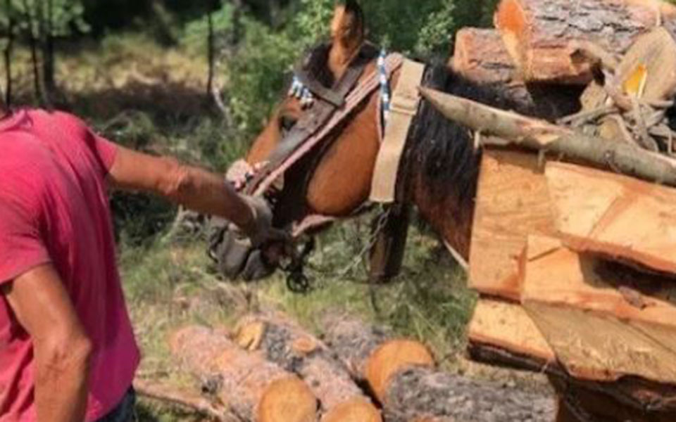 σε-καλή-κατάσταση-τα-άλογα-των-υλοτόμω-2332598