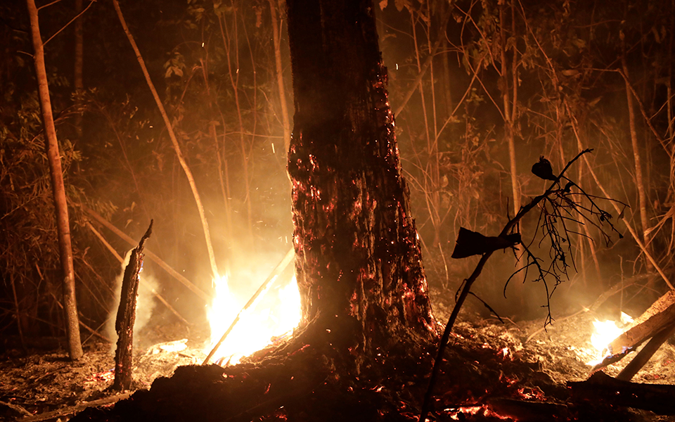 αμαζόνιος-η-εκτροφή-βοοειδών-και-η-καλ-2334320