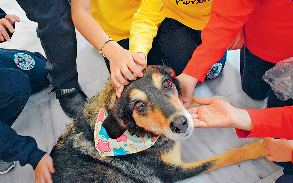 τετράποδοι-θεραπευτές-και-σύντροφ-2333912