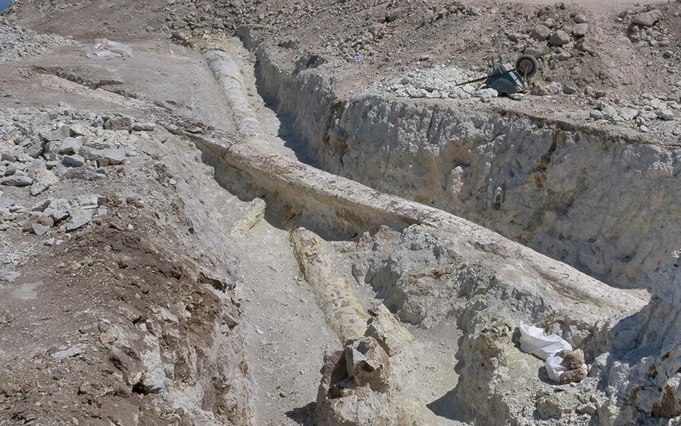 δυο-γιγάντιοι-κορμοί-απολιθωμένων-δέ-2332651