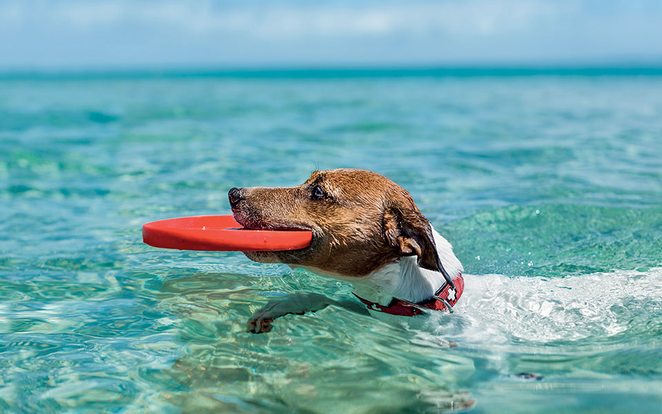 τα-μπάνια-του-λαού-και-του-σκυλιού-2332258