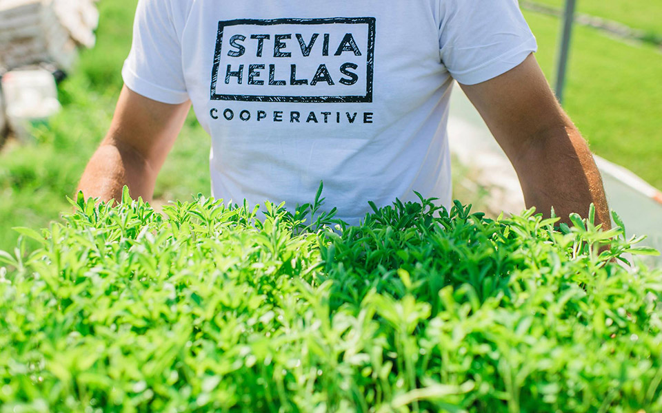 η-ελληνική-στέβια-από-τη-γη-στο-ράφι-2337198