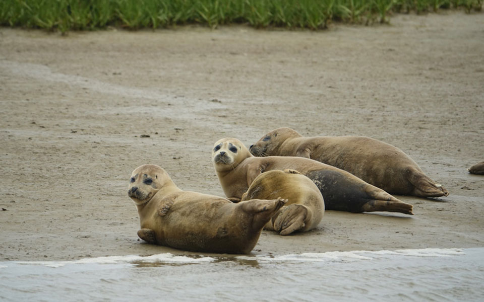 φώκιες-ιππόκαμποι-και-δελφινοειδή-επ-2336746