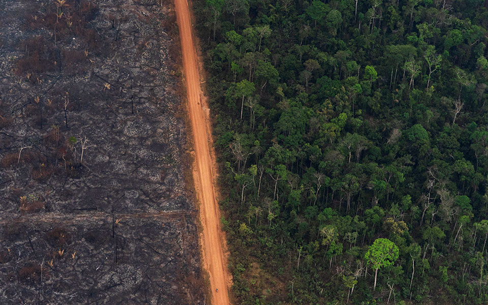 η-ευαίσθητη-επιδερμίδα-των-δέντρων-2336176