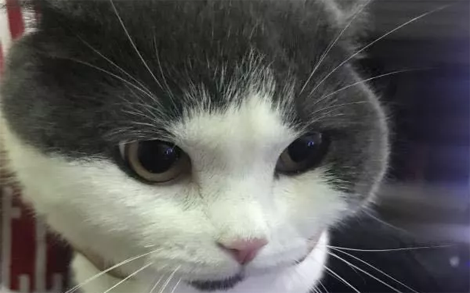 κίνα-κλωνοποιήθηκε-για-πρώτη-φορά-μια-2335996