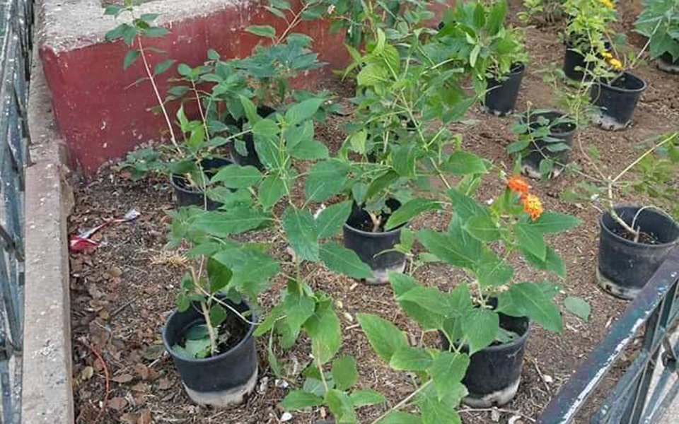 ομορφαίνει-η-φωκίωνος-νέγρη-με-παρέμβ-2337401