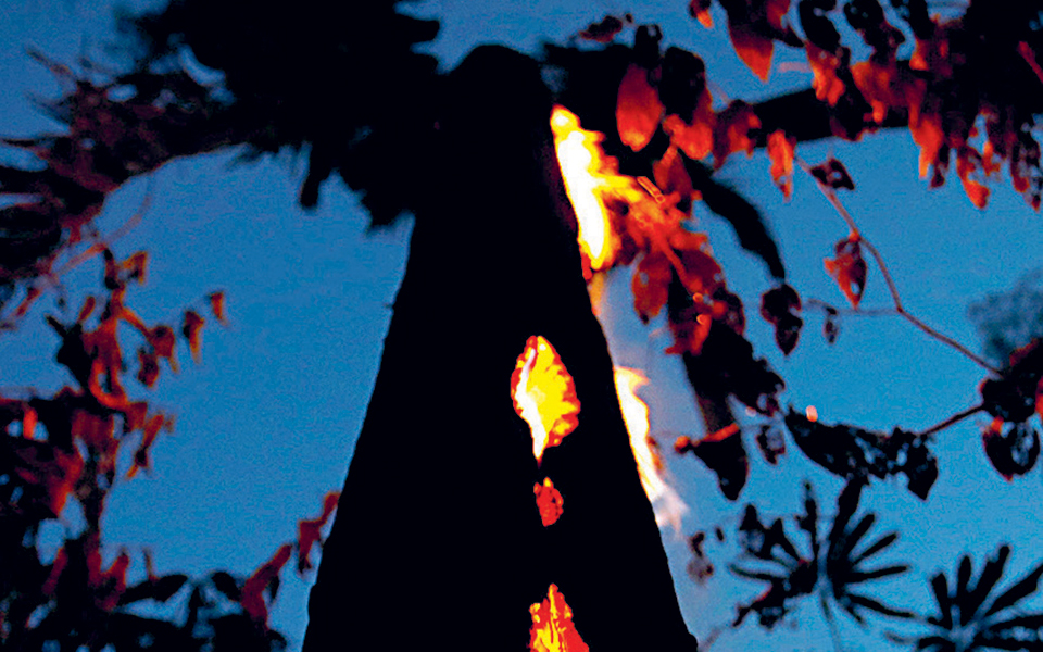 καμπανάκι-για-τα-τροπικά-δάση-2337435