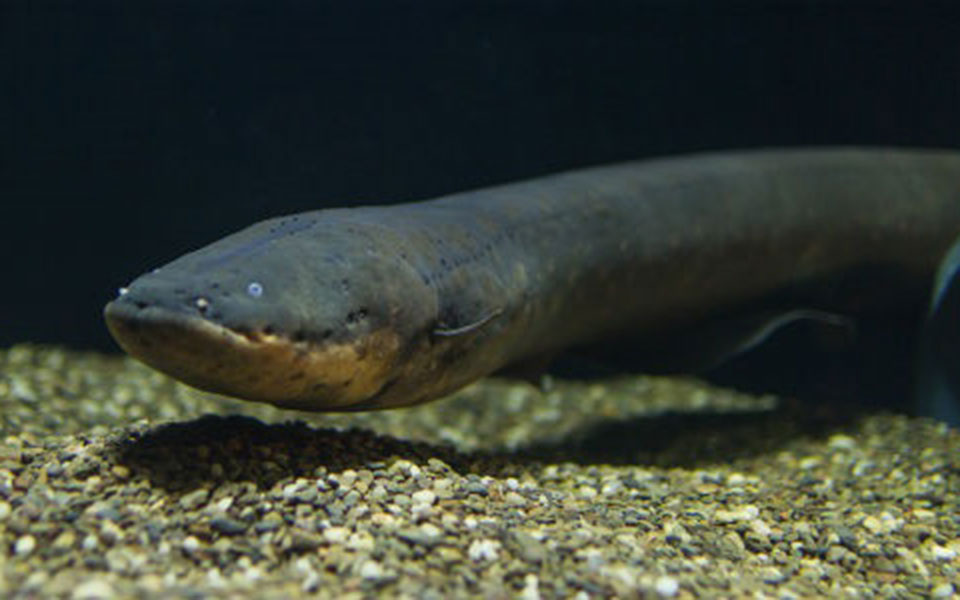 ανακαλύφθηκε-ηλεκτροφόρο-χέλι-που-πα-2336729