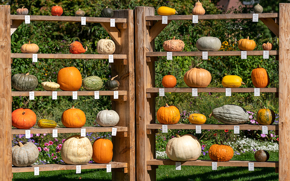 με-πρωταγωνίστρια-την-κολοκύθα-2338985