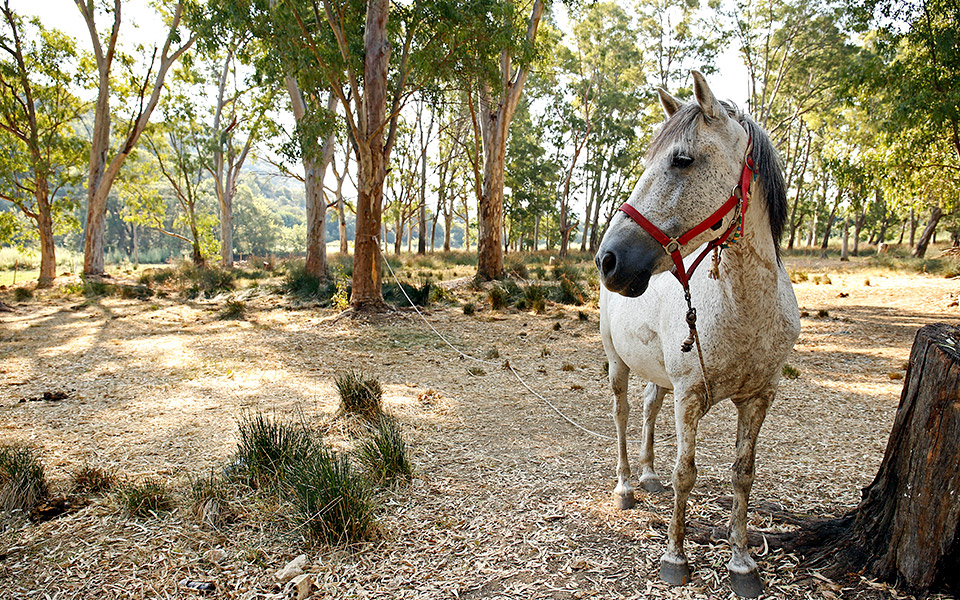 αποκαλόκαιρο-στην-κεφαλονιά-2339557