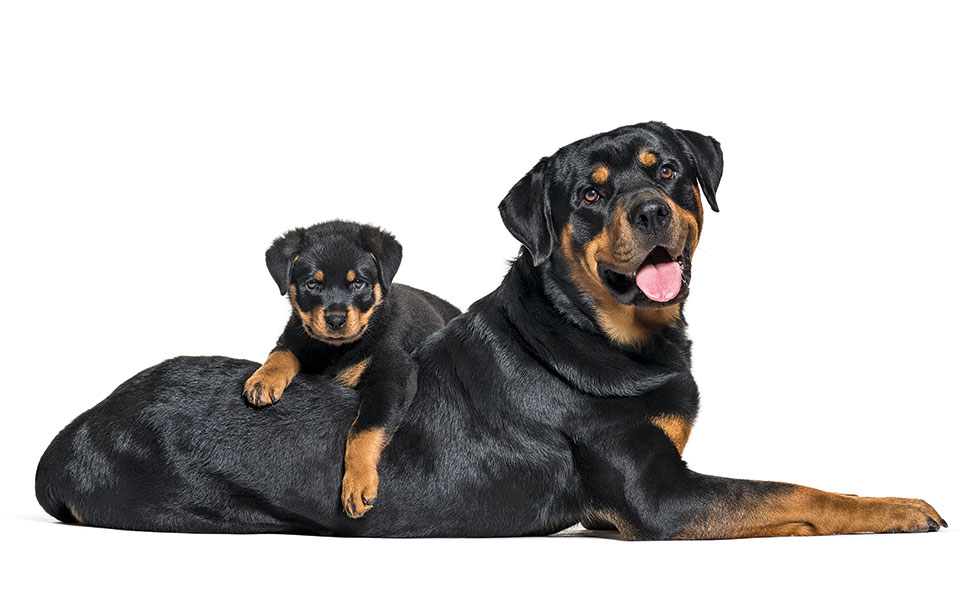 πώς-να-φτιάξετε-ένα-σκυλί-δολοφόνο-2339980